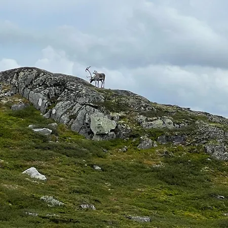 Modern And Spacious Mountain